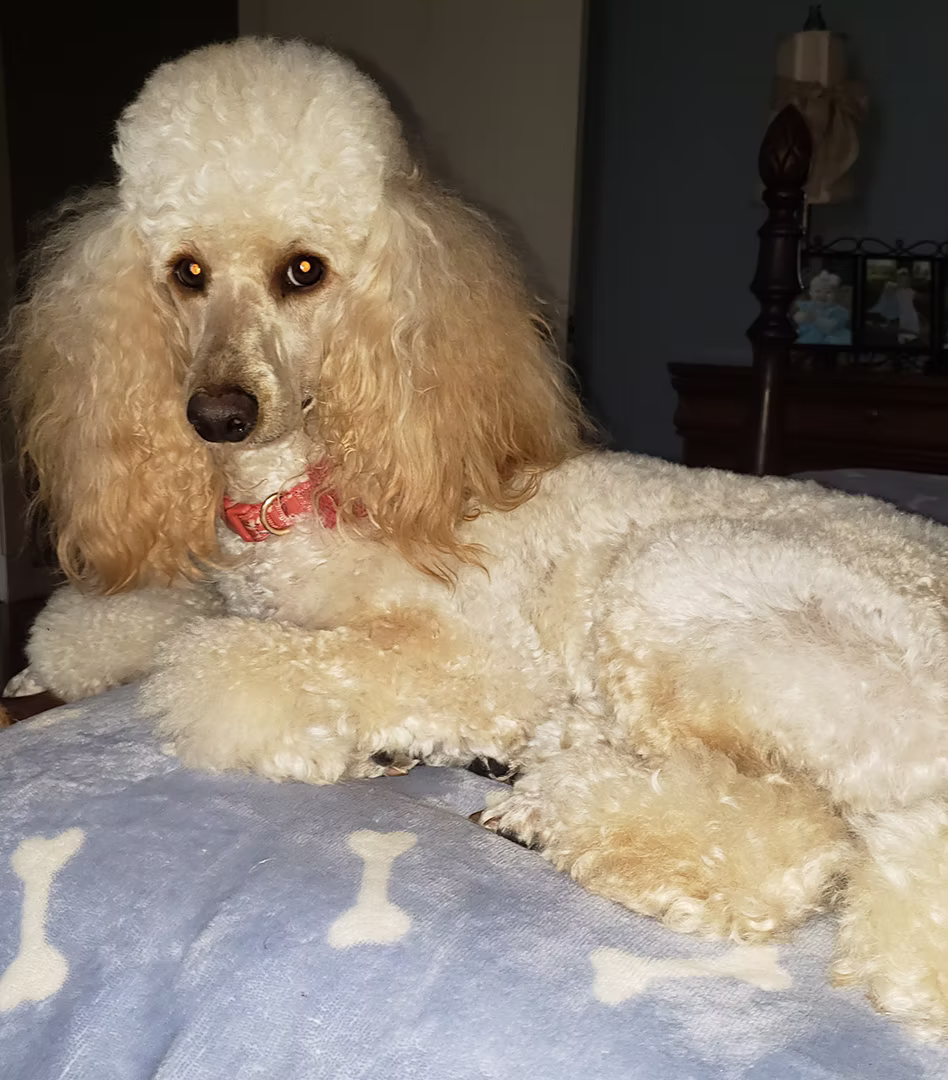 Diva