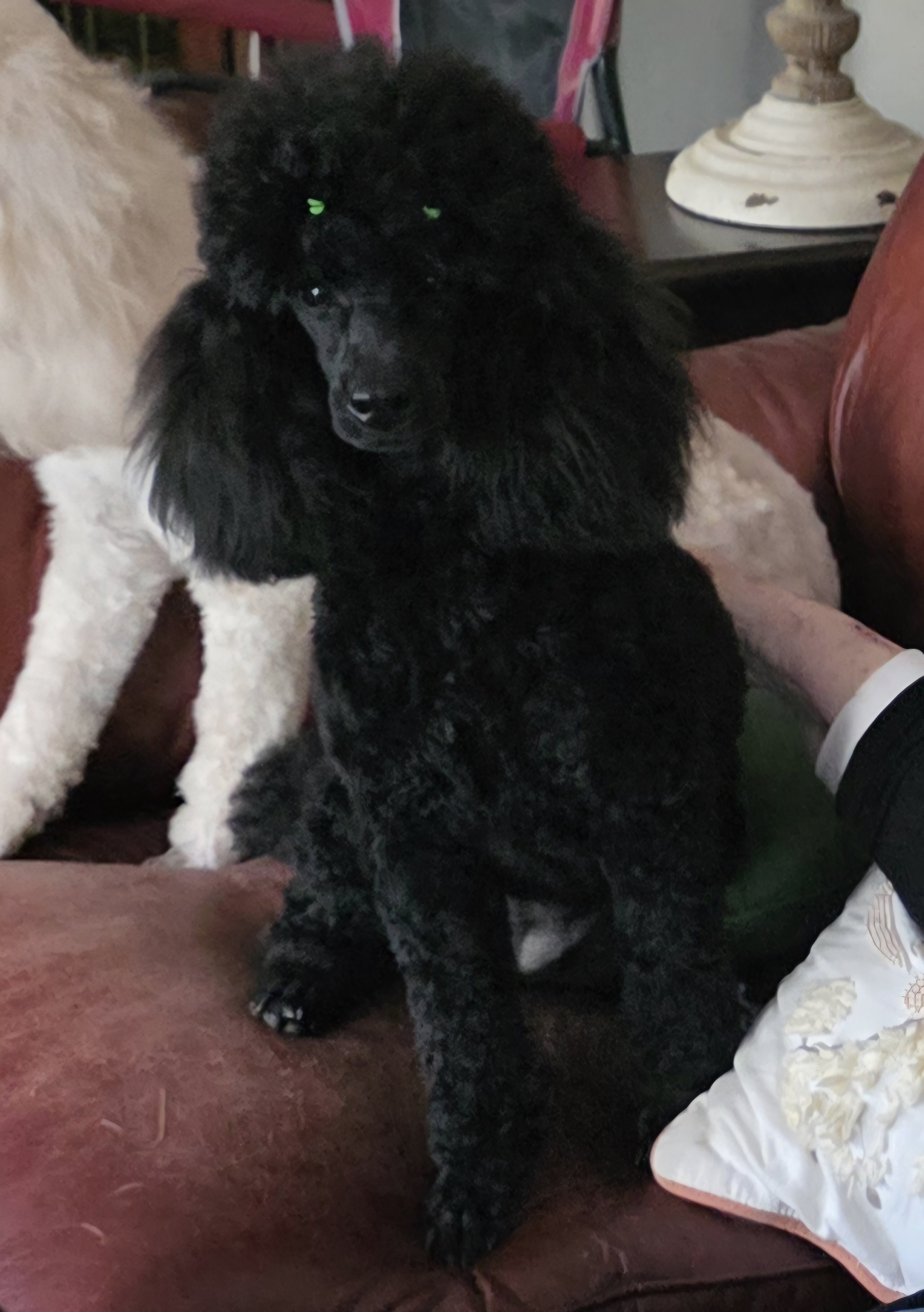 Gigi