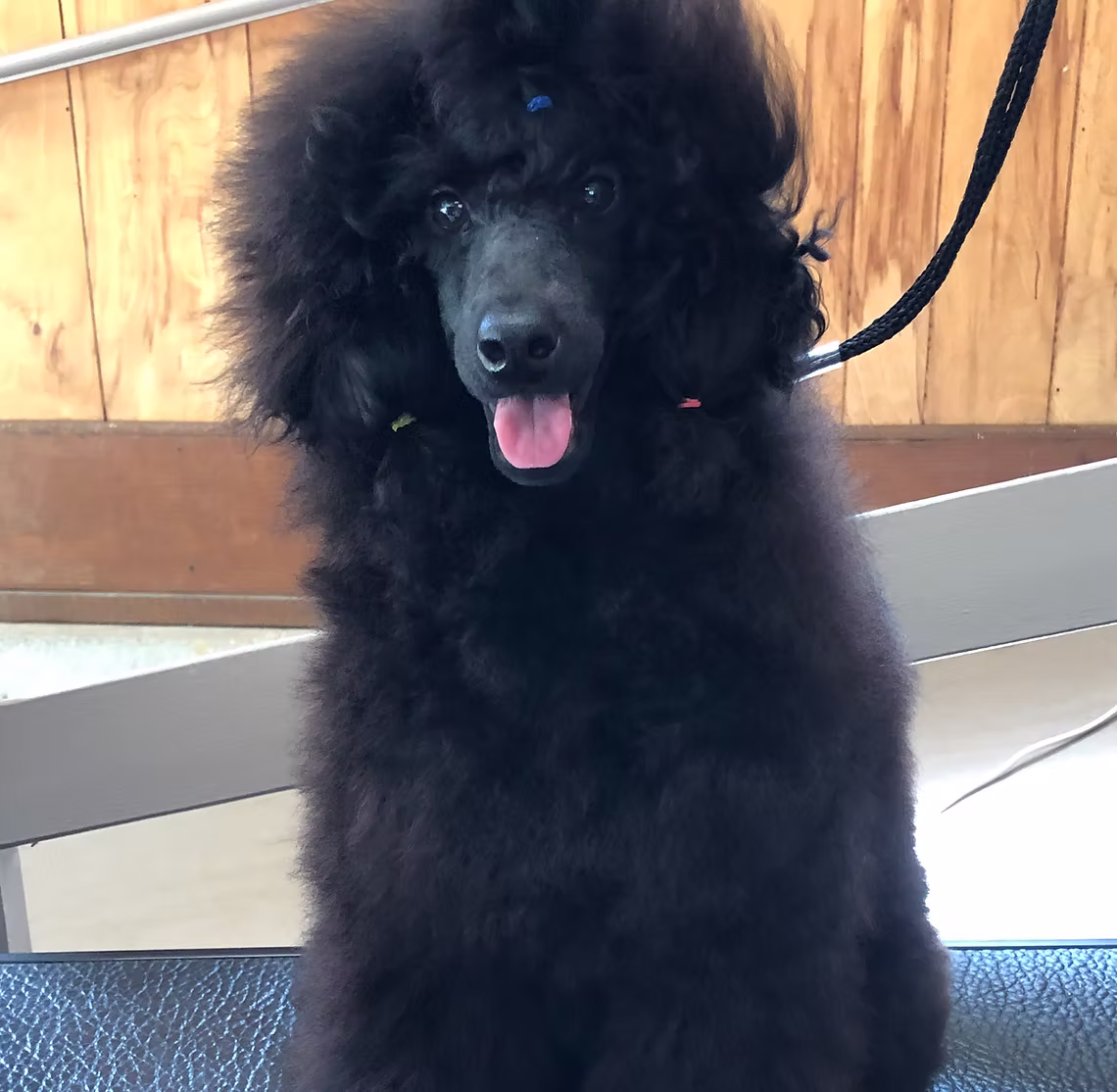 Piper