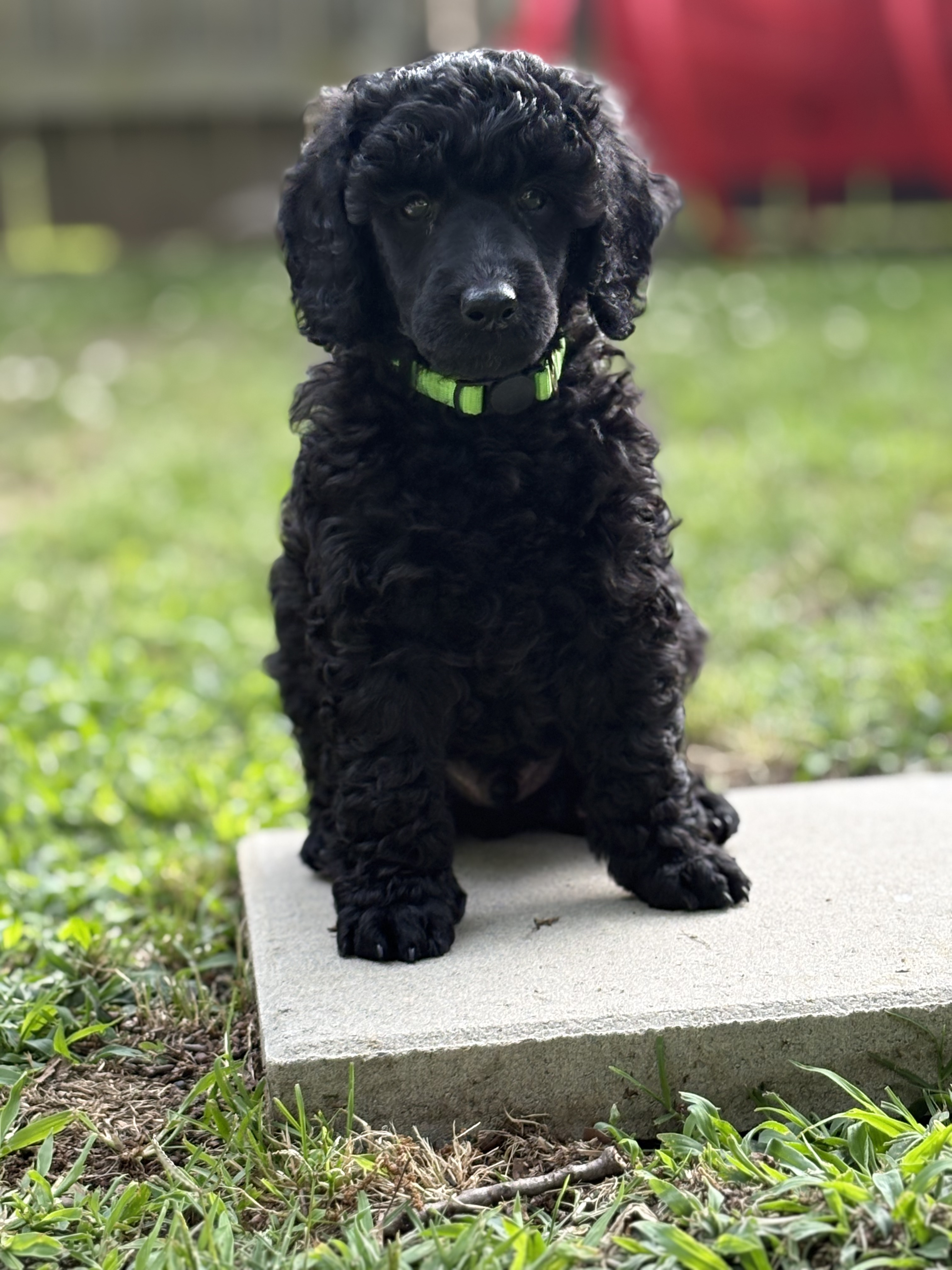 Amadeus Puppy