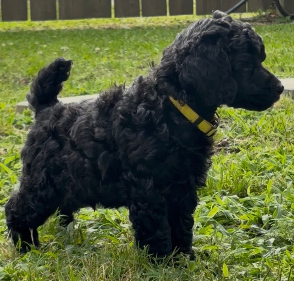 Felix Puppy