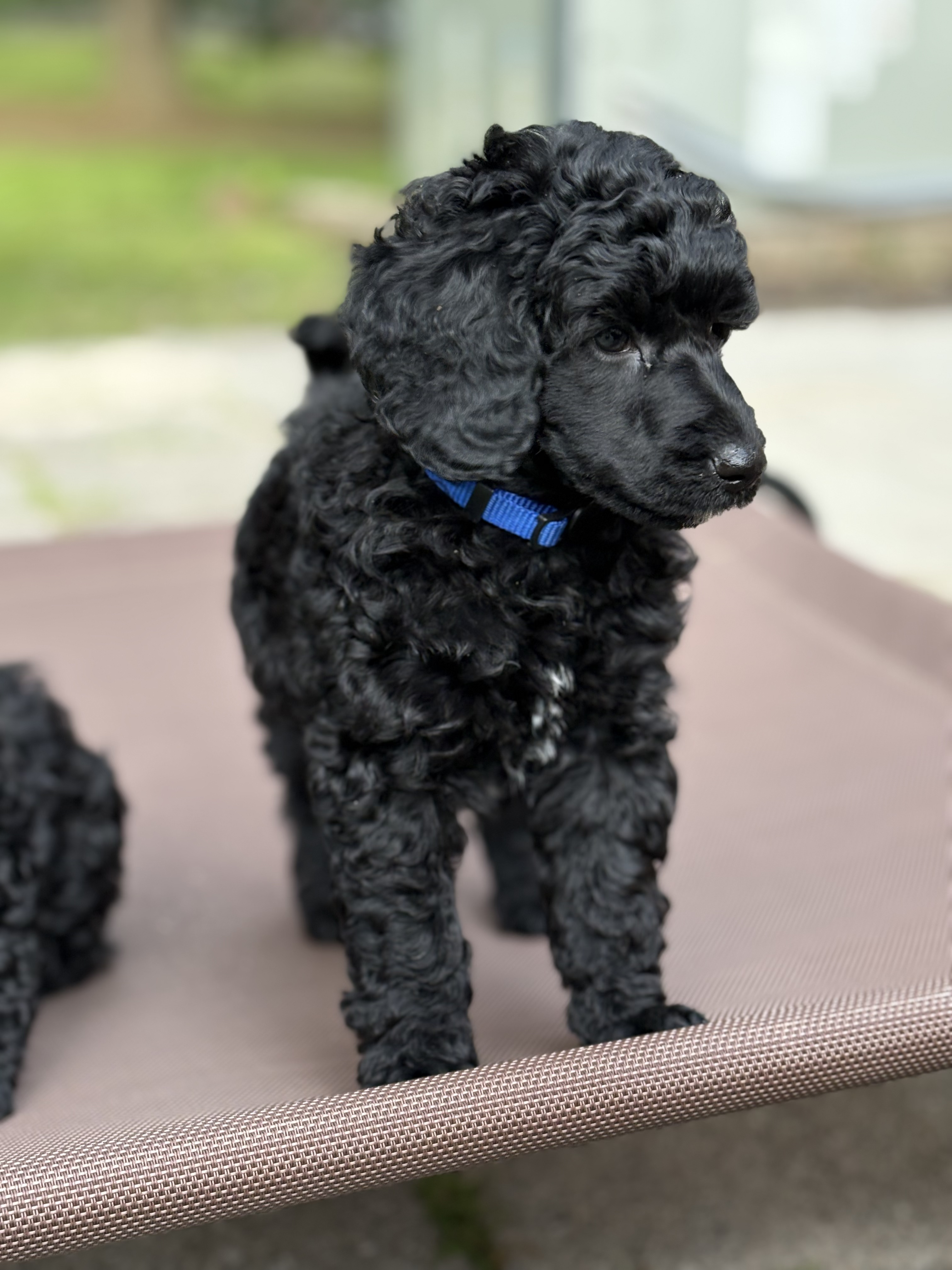 Franz Puppy
