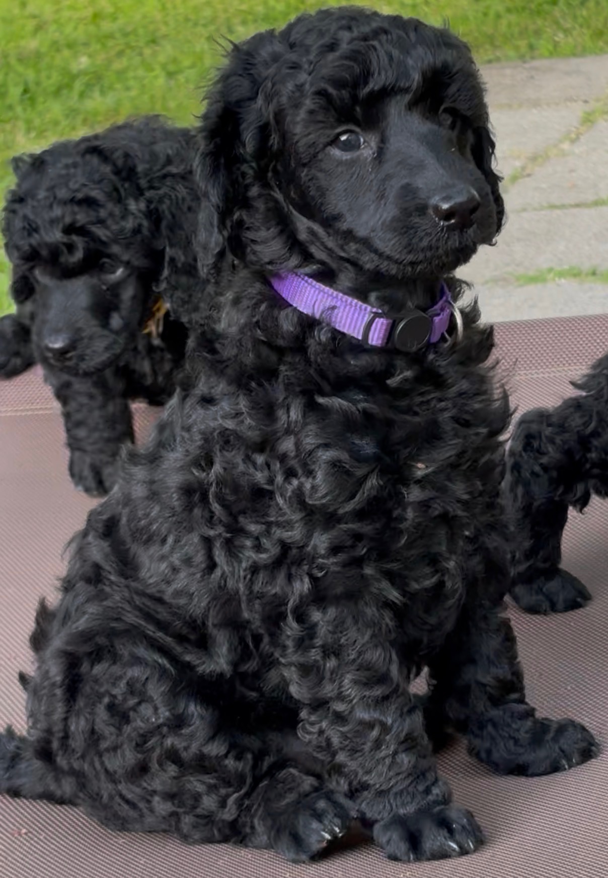Fryderyk Puppy