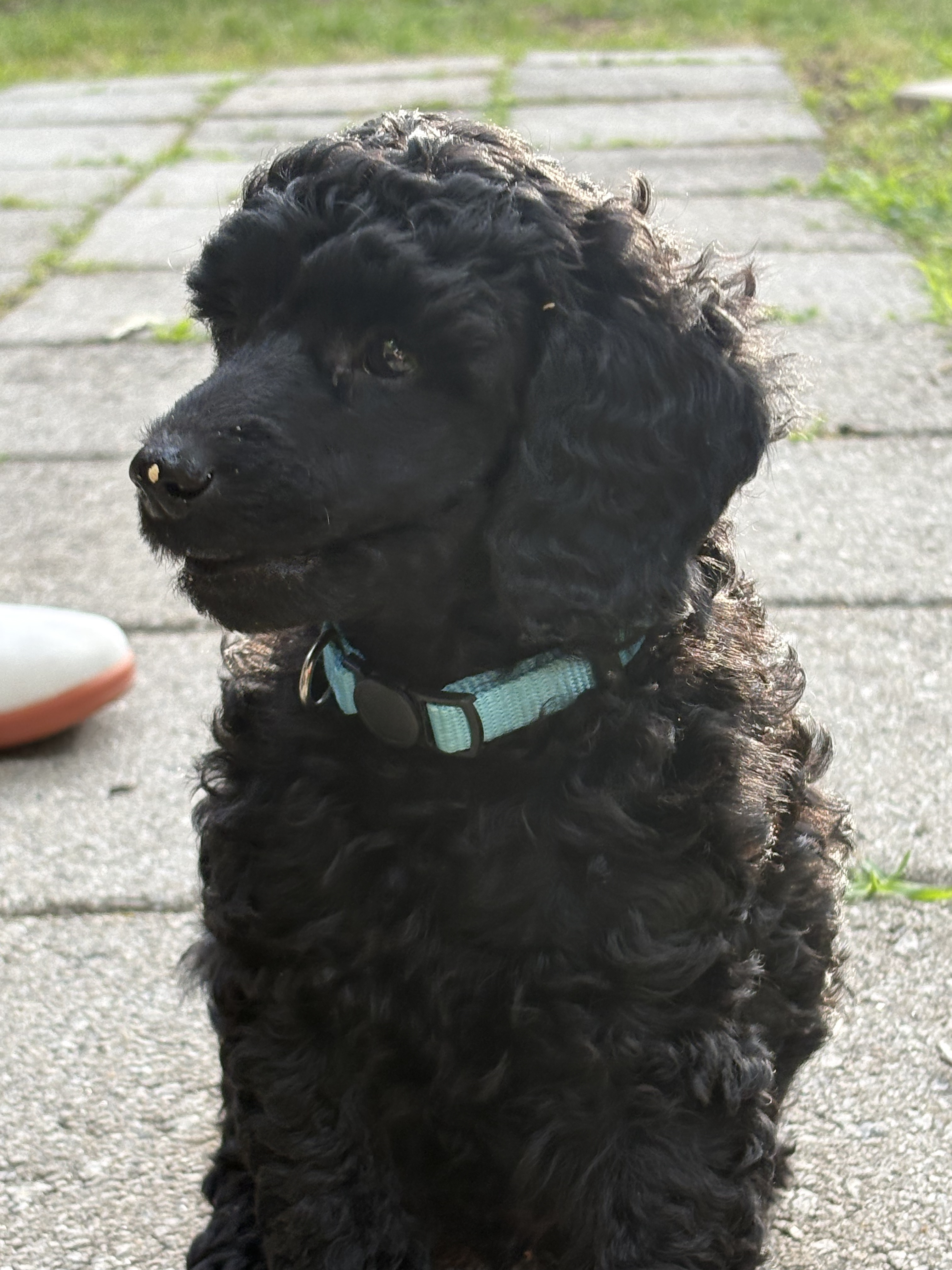 Johann Puppy