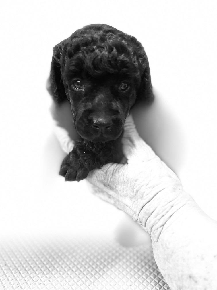 Puppy