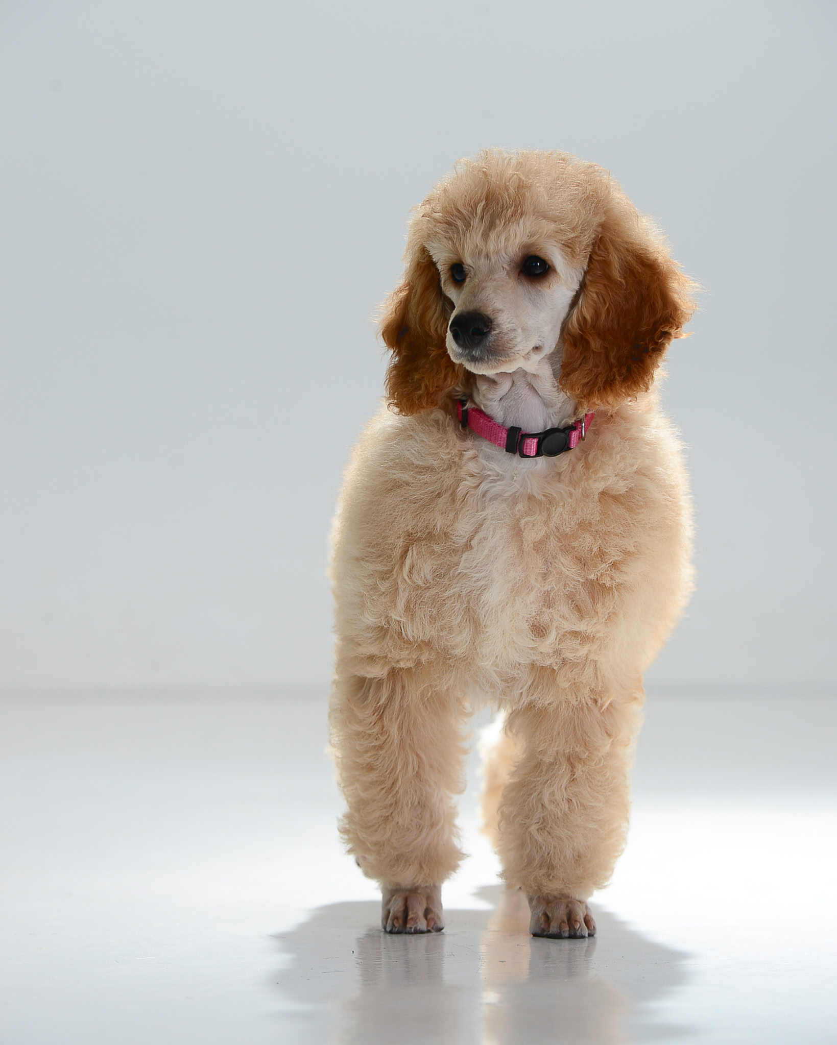 Puppy
