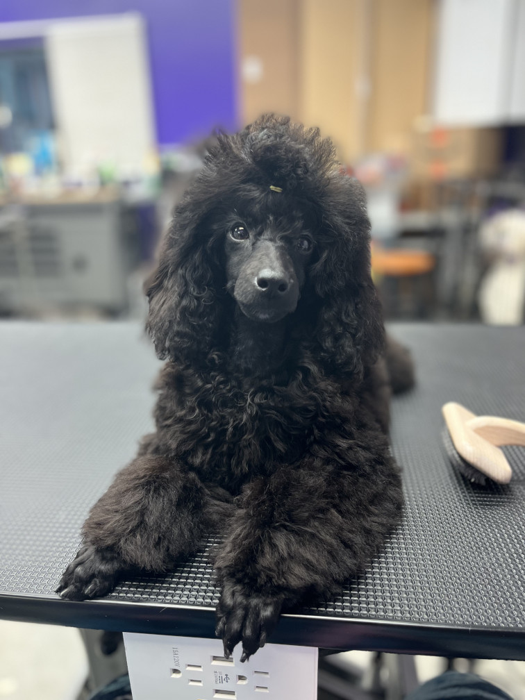 Puppy 3