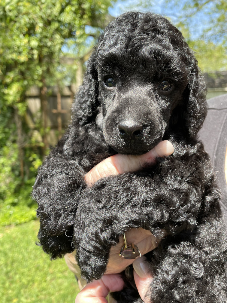 Puppy 4