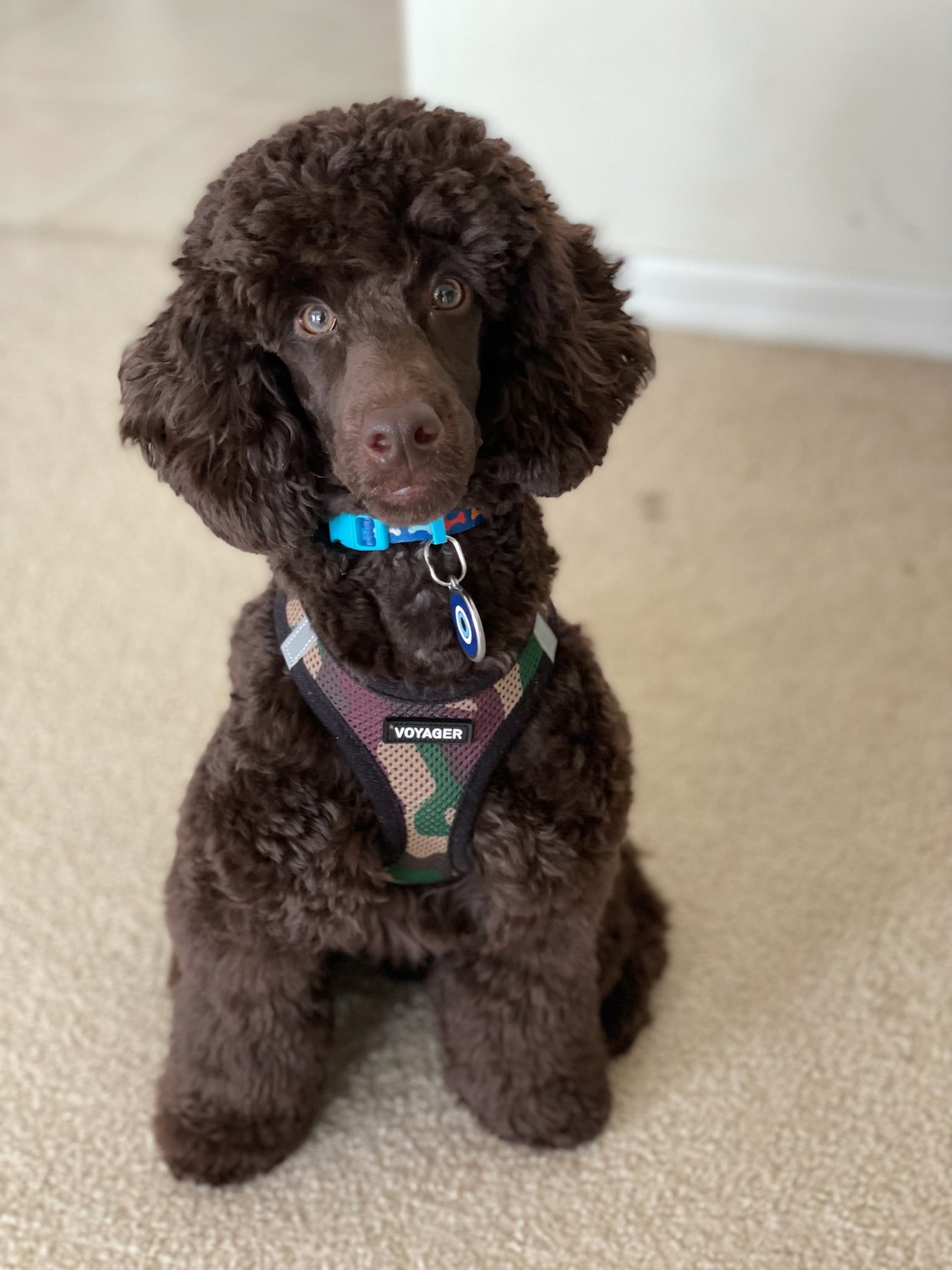 Puppy Archie
