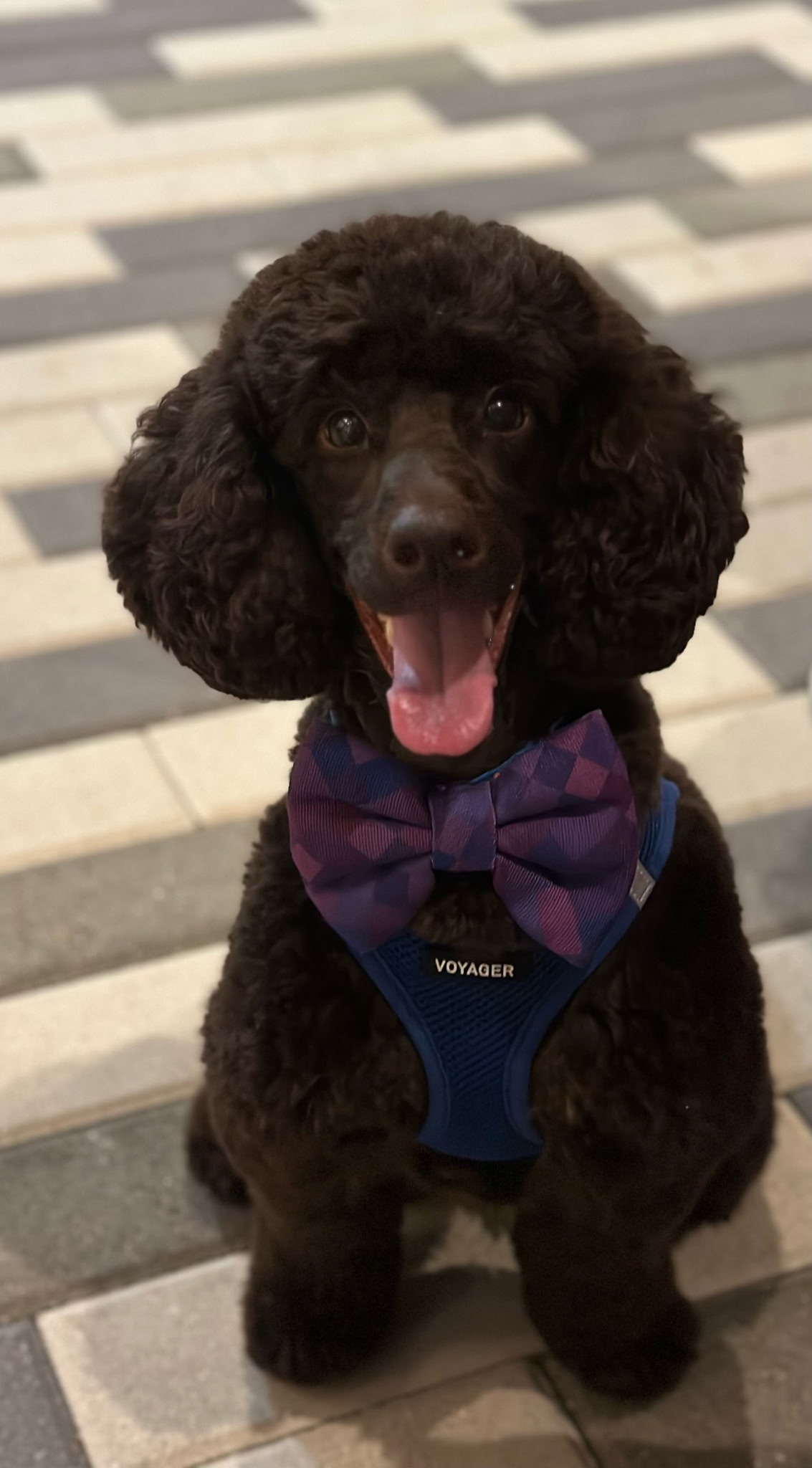 Puppy Buddy