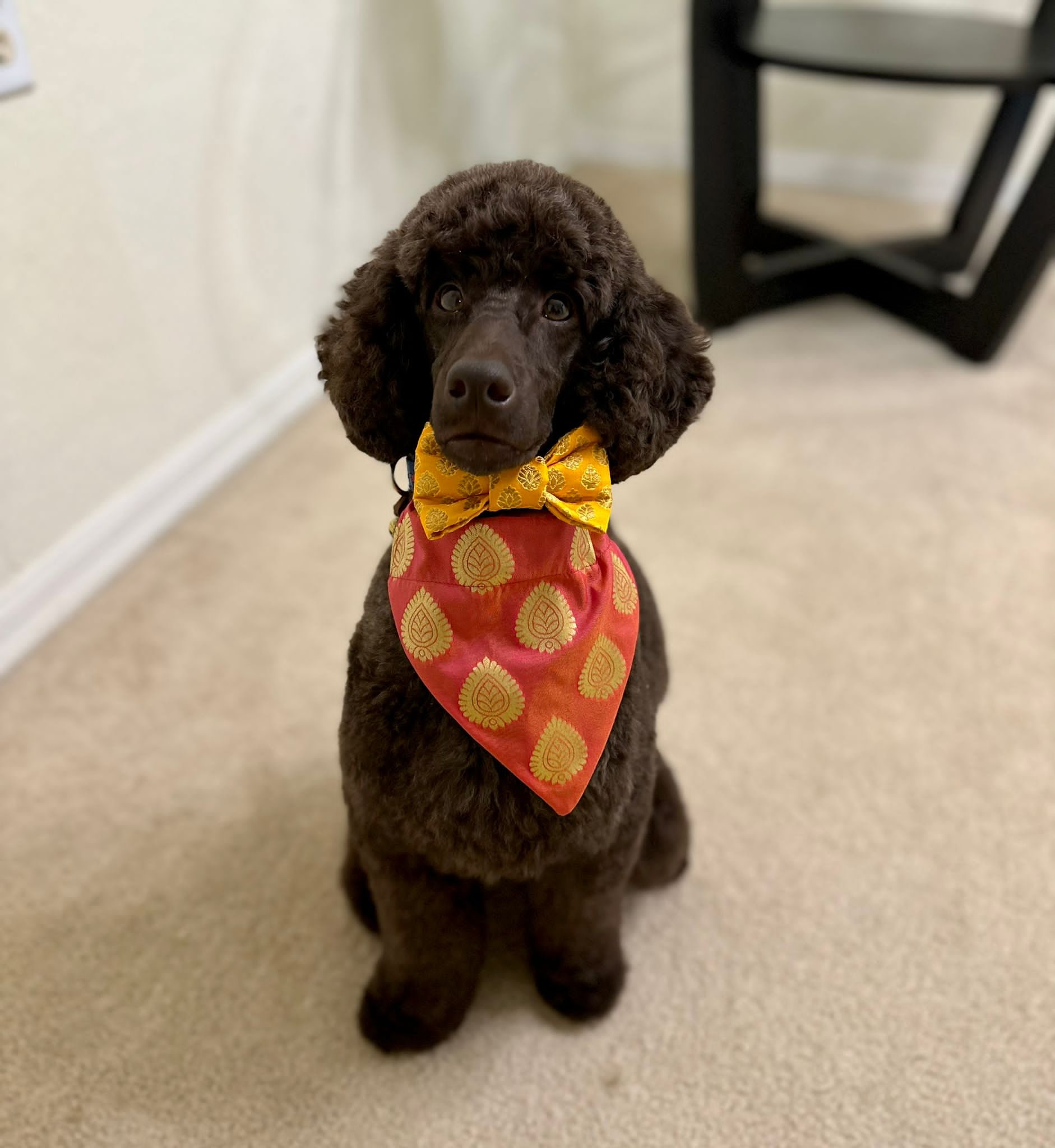 Puppy Buddy