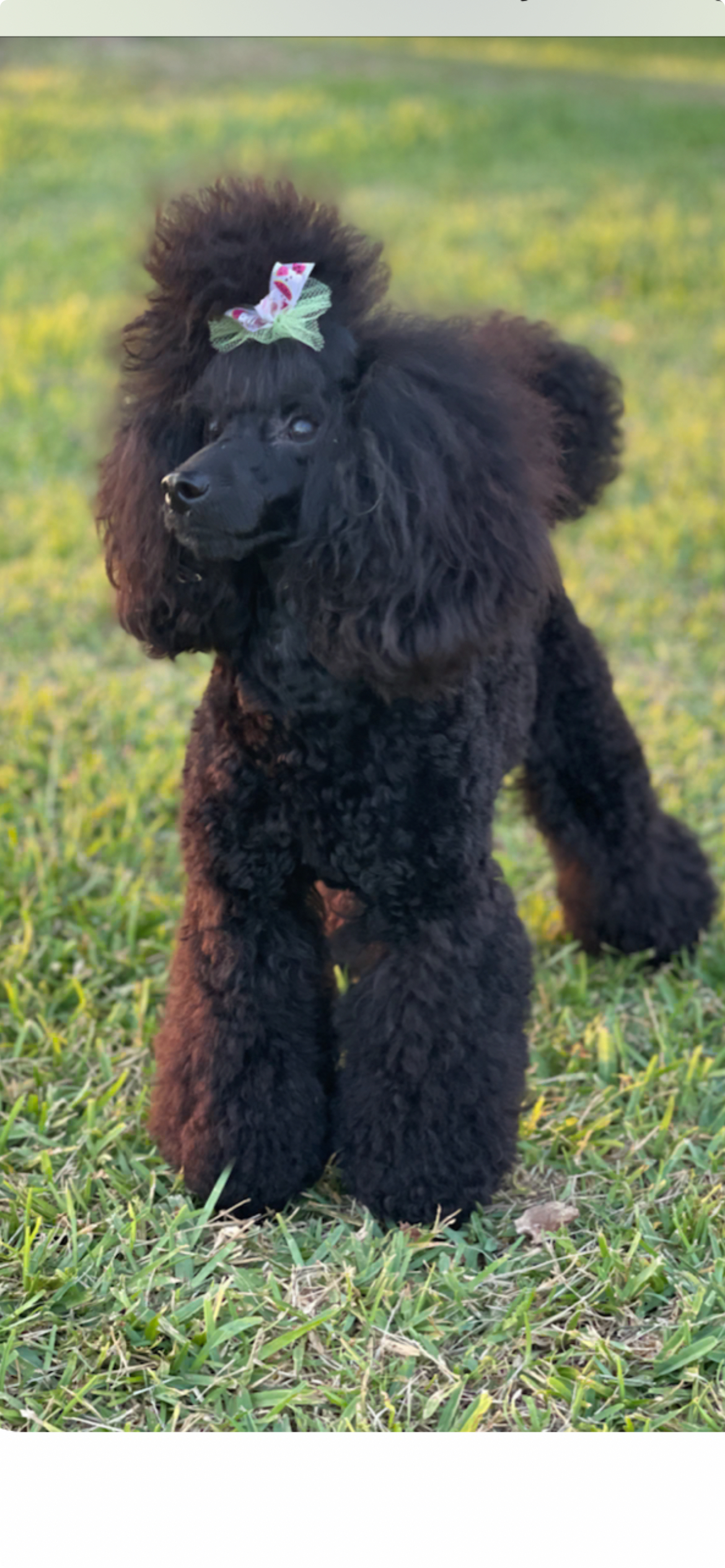 Puppy Heidi