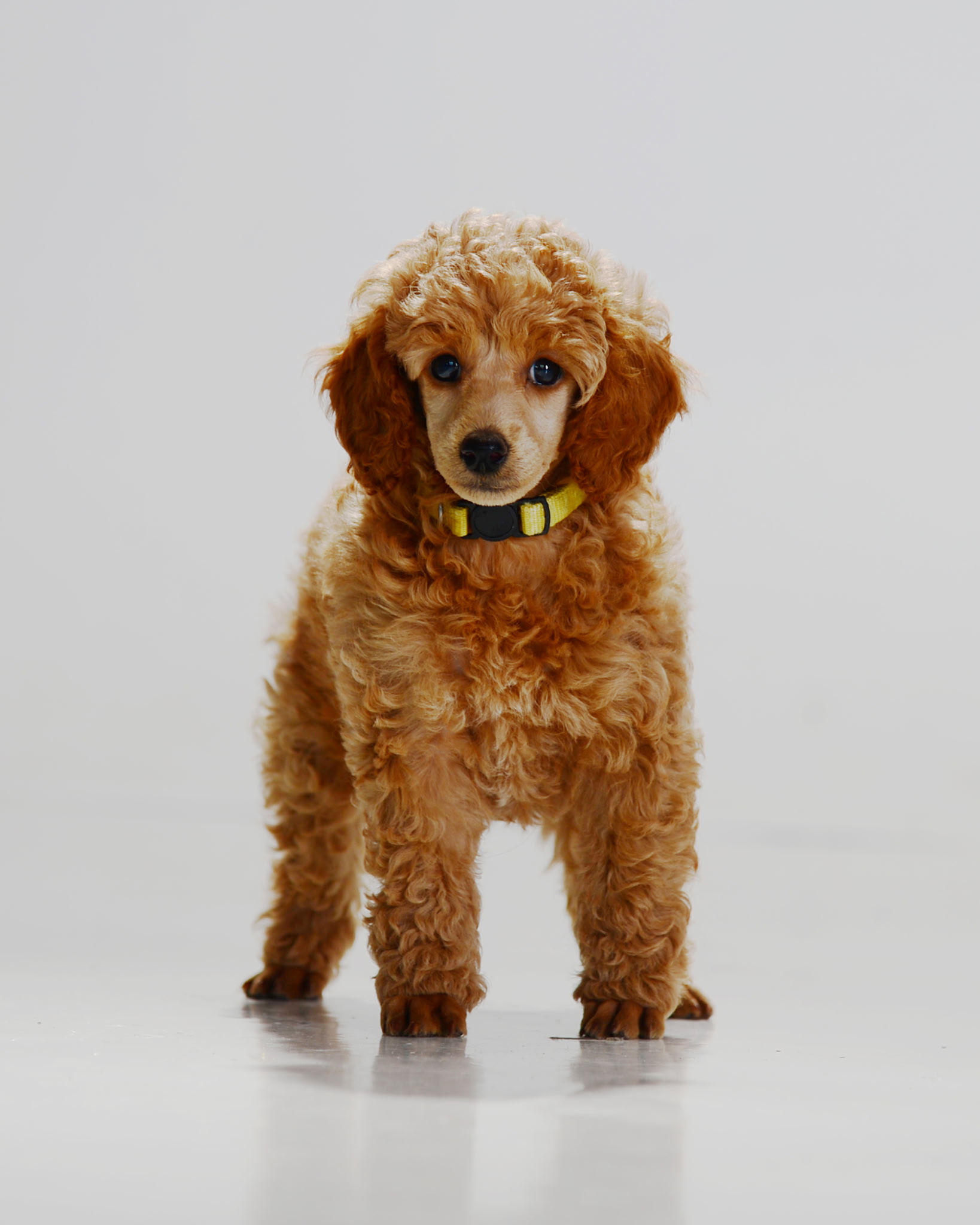 Puppy Lilly 2