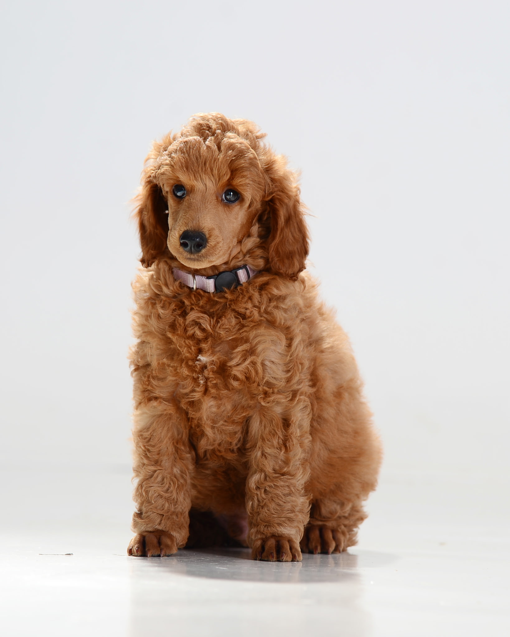 Puppy Lilly 3