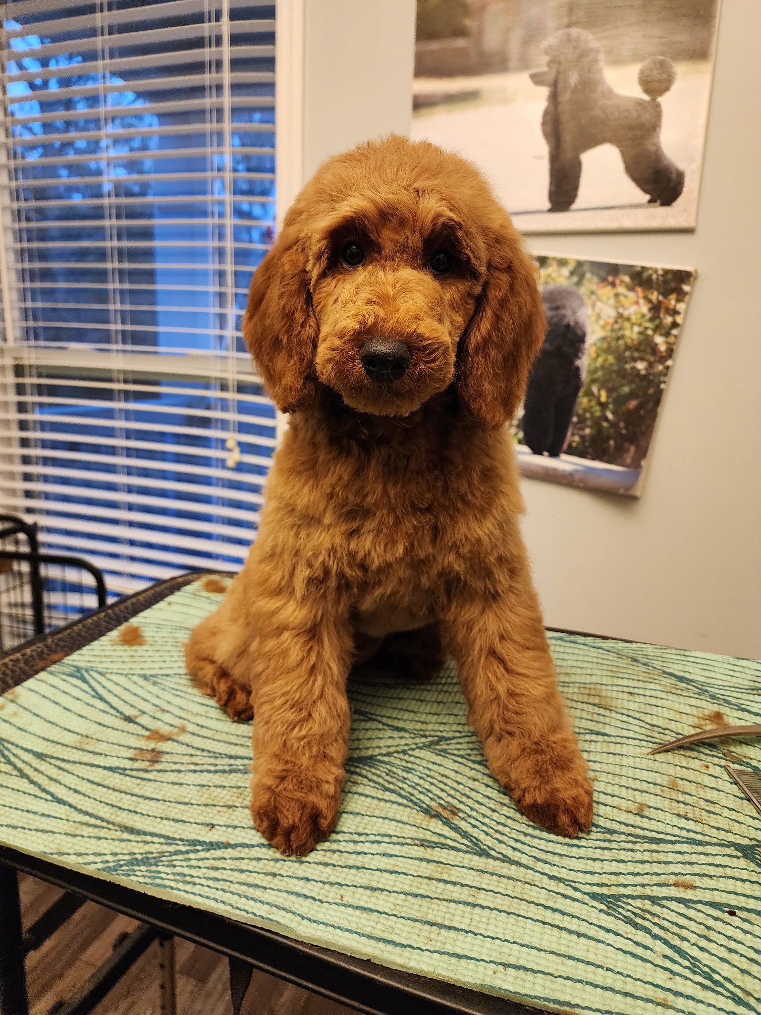 Puppy Sunny